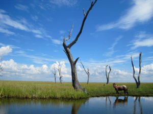 2018 Indigenous Spaces, French Expectations: Exploring Exchanges Between Native and Non-Native Peoples in Louisiana